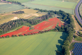 Luftbild von Klatschmohnfelder im Ortsteil Westerhausen in Thale im Bundesland Sachsen-Anhalt, Deutschland