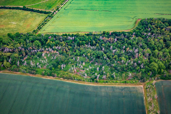 Geschädigte Bäume im nördlichen Harzvorland im Ortsteil Asmusstedt in Ballenstedt im Bundesland Sachsen-Anhalt, Deutschland