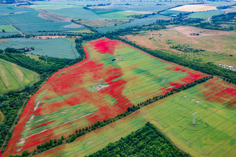 Klatschmohn auf Kornfeldern im Ortsteil Gernrode in Quedlinburg im Bundesland Sachsen-Anhalt, Deutschland