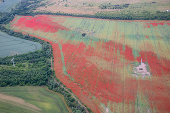 Luftbild von Klatschmohn auf Kornfeldern im Ortsteil Gernrode in Quedlinburg im Bundesland Sachsen-Anhalt, Deutschland