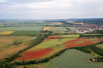 Luftaufnahme von Klatschmohn auf Kornfeldern im Ortsteil Gernrode in Quedlinburg im Bundesland Sachsen-Anhalt, Deutschland