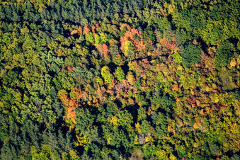 Herbstlicher Wald in Waldhambach im Bundesland Rheinland-Pfalz, Deutschland