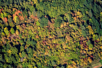Luftbild von Herbstlicher Wald in Waldhambach im Bundesland Rheinland-Pfalz, Deutschland