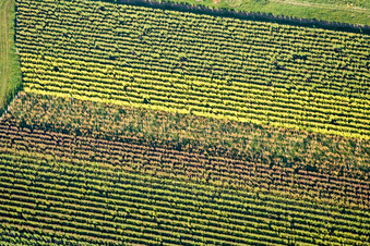 Herbstliches Reblaub in Eschbach im Bundesland Rheinland-Pfalz, Deutschland