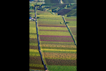 Felder einer Bunten Weinbergs- Landschaft im Herbstlaub der Winzer- Gebiete in Göcklingen im Bundesland Rheinland-Pfalz, Deutschland