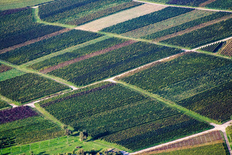 Weinberge in unterschiedlicher Laubfärbung in Göcklingen im Bundesland Rheinland-Pfalz, Deutschland