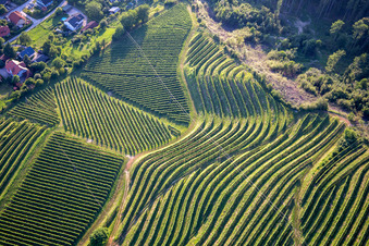 Muster der Rebzeilen von Weinbergen am Vurberg in Duplek, Slowenien
