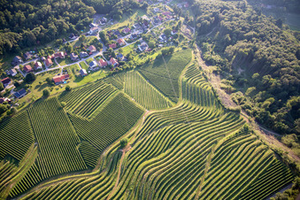 Luftbild von Muster der Rebzeilen von Weinbergen am Vurberg in Duplek, Slowenien