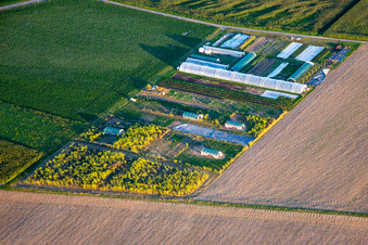 Sprossen und mehr in Steinweiler im Bundesland Rheinland-Pfalz, Deutschland