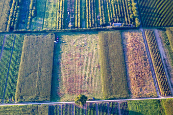 Grillfest im Ortsteil Mühlhofen in Billigheim-Ingenheim im Bundesland Rheinland-Pfalz, Deutschland