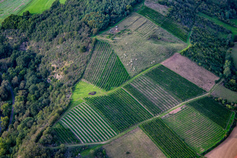 Glanrinder zwischen Weinreben an der Booser Au in Staudernheim im Bundesland Rheinland-Pfalz, Deutschland