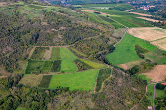 Restwingert am Gangelsberg in Duchroth im Bundesland Rheinland-Pfalz, Deutschland