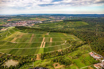Weinberg Großbottwar im Ortsteil Kleinbottwar in Steinheim an der Murr im Bundesland Baden-Württemberg, Deutschland