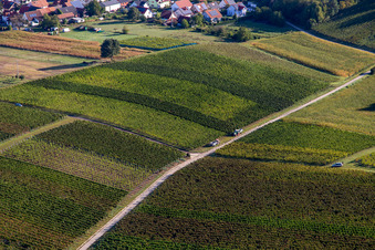 Beginn der Weinlese in Hergersweiler im Bundesland Rheinland-Pfalz, Deutschland