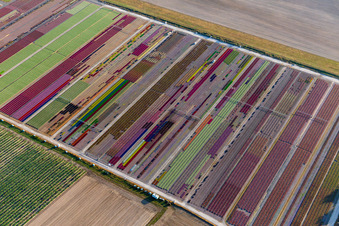 Luftaufnahme von Bunte Beete der Blumenzucht  von Ferme Brandt Arbogast Morsbronn in Durrenbach im Bundesland Bas-Rhin, Frankreich