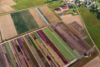 Bunte Beete der Blumenzucht  von Ferme Brandt Arbogast Morsbronn in Durrenbach im Bundesland Bas-Rhin, Frankreich aus der Vogelperspektive