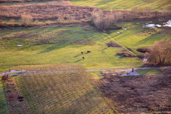 Rinder im Naturschutzgebiet Billigheim Bruch im Ortsteil Mühlhofen in Billigheim-Ingenheim im Bundesland Rheinland-Pfalz, Deutschland