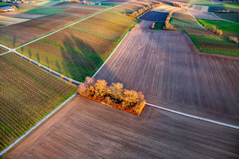 Gehölz zwischen Weinbergen und Feldern im Ortsteil Ingenheim in Billigheim-Ingenheim im Bundesland Rheinland-Pfalz, Deutschland