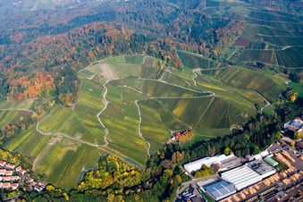 Felder einer Weinbergs- Landschaft der Winzer- Gebiete oberhalb des Schwarzwald Sägewerks im Ortsteil Oberachern in Achern im Bundesland Baden-Württemberg, Deutschland