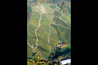 Felder einer Weinbergs- Landschaft der Winzer- Gebiete in Achern im Bundesland Baden-Württemberg, Deutschland