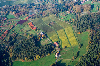 Lochwald im Ortsteil Matzenhöfe in Lauf im Bundesland Baden-Württemberg, Deutschland