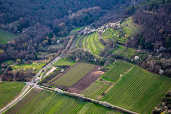 Kalmithöhenstraße mit blühenden Bäumen im Frühjahr in Maikammer im Bundesland Rheinland-Pfalz, Deutschland