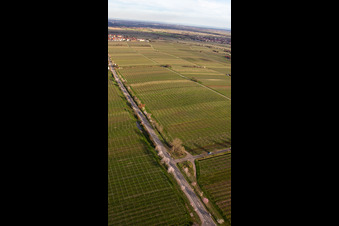 Mandelmeile und Weinlehrpfad an der Villastr in Edenkoben im Bundesland Rheinland-Pfalz, Deutschland
