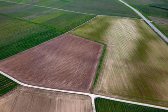 Ackerstrukturen im Ortsteil Ingenheim in Billigheim-Ingenheim im Bundesland Rheinland-Pfalz, Deutschland