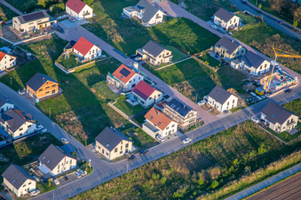 Sonnenblumen und Lavendelweg in Kandel im Bundesland Rheinland-Pfalz, Deutschland