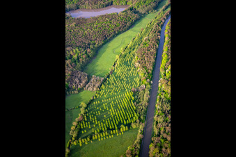 Schonung am Canal des Houillères de la Sarre in Vibersviller im Bundesland Moselle, Frankreich