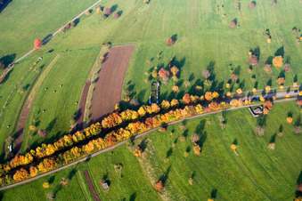 Herbstlich gefärbte Alleebäume an der Schluttenbacher Straße im Ortsteil Schöllbronn in Ettlingen im Bundesland Baden-Württemberg, Deutschland
