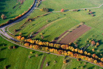 Luftbild von Herbstlich gefärbte Alleebäume an der Schluttenbacher Straße im Ortsteil Schöllbronn in Ettlingen im Bundesland Baden-Württemberg, Deutschland