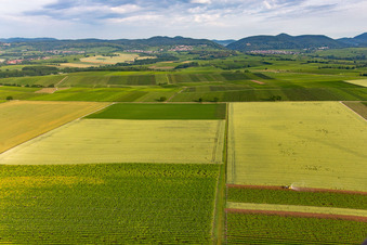 Weinberge vor Klingenmünster im Bundesland Rheinland-Pfalz, Deutschland