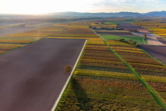 Weinberge der südlichen Wienstraße im Herbstlaub im Ortsteil Ingenheim in Billigheim-Ingenheim im Bundesland Rheinland-Pfalz, Deutschland