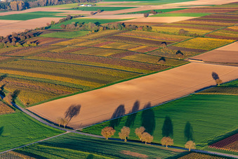 Luftbild von Weinberge der südlichen Wienstraße im Herbstlaub im Ortsteil Ingenheim in Billigheim-Ingenheim im Bundesland Rheinland-Pfalz, Deutschland
