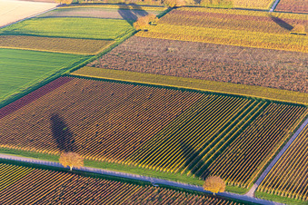 Luftaufnahme von Weinberge der südlichen Wienstraße im Herbstlaub im Ortsteil Ingenheim in Billigheim-Ingenheim im Bundesland Rheinland-Pfalz, Deutschland
