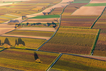 Weinberge der südlichen Wienstraße im Herbstlaub im Ortsteil Mühlhofen in Billigheim-Ingenheim im Bundesland Rheinland-Pfalz, Deutschland