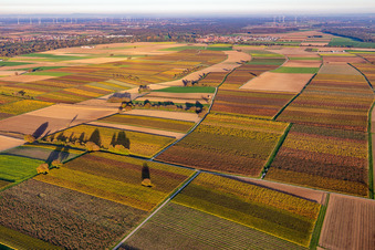 Luftbild von Weinberge der südlichen Wienstraße im Herbstlaub im Ortsteil Mühlhofen in Billigheim-Ingenheim im Bundesland Rheinland-Pfalz, Deutschland