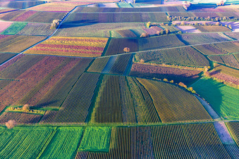 Schrägluftbild von Weinberge der südlichen Wienstraße im Herbstlaub im Ortsteil Ingenheim in Billigheim-Ingenheim im Bundesland Rheinland-Pfalz, Deutschland