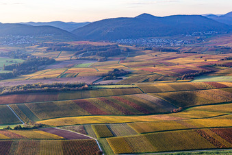 Weinberge der südlichen Wienstraße im Herbstlaub im Ortsteil Ingenheim in Billigheim-Ingenheim im Bundesland Rheinland-Pfalz, Deutschland von oben