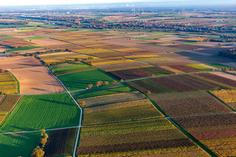 Weinberge der südlichen Wienstraße im Herbstlaub im Ortsteil Ingenheim in Billigheim-Ingenheim im Bundesland Rheinland-Pfalz, Deutschland aus der Luft