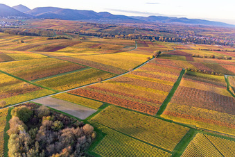 Weinberge der südlichen Wienstraße im Herbstlaub im Ortsteil Klingen in Heuchelheim-Klingen im Bundesland Rheinland-Pfalz, Deutschland