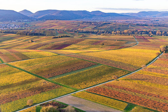 Luftbild von Weinberge der südlichen Wienstraße im Herbstlaub im Ortsteil Klingen in Heuchelheim-Klingen im Bundesland Rheinland-Pfalz, Deutschland