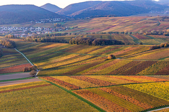 Luftaufnahme von Weinberge der südlichen Wienstraße im Herbstlaub im Ortsteil Klingen in Heuchelheim-Klingen im Bundesland Rheinland-Pfalz, Deutschland