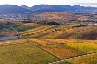 Schrägluftbild von Weinberge der südlichen Wienstraße im Herbstlaub im Ortsteil Klingen in Heuchelheim-Klingen im Bundesland Rheinland-Pfalz, Deutschland