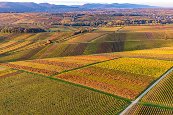 Weinberge der südlichen Wienstraße im Herbstlaub im Ortsteil Klingen in Heuchelheim-Klingen im Bundesland Rheinland-Pfalz, Deutschland von oben