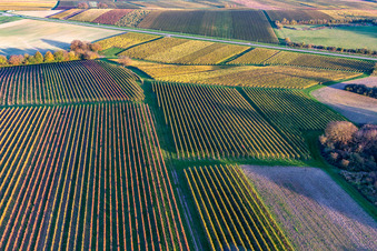 Weinberge der südlichen Wienstraße im Herbstlaub im Ortsteil Ingenheim in Billigheim-Ingenheim im Bundesland Rheinland-Pfalz, Deutschland von oben gesehen