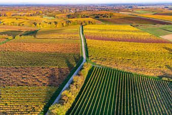 Weinberge der südlichen Wienstraße im Herbstlaub im Ortsteil Klingen in Heuchelheim-Klingen im Bundesland Rheinland-Pfalz, Deutschland aus der Luft