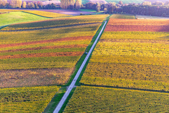 Weinberge der südlichen Wienstraße im Herbstlaub im Ortsteil Klingen in Heuchelheim-Klingen im Bundesland Rheinland-Pfalz, Deutschland von oben gesehen