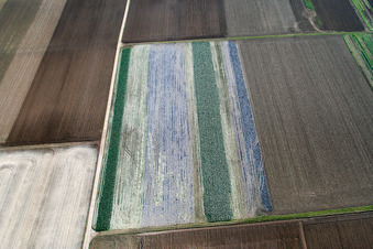 Salatfelder in Offenbach an der Queich im Bundesland Rheinland-Pfalz, Deutschland